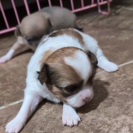 Rosie - Red and white female Chihuahua puppy in East Syracuse, New York from Blissful’s Chihuahuas