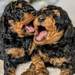 Yorkipoos and Yorkshire Terriers from Pup Moi Furrever Pets