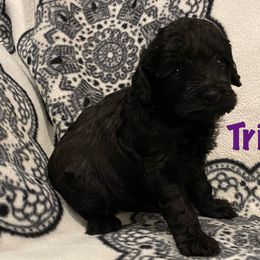 Cockapoo Puppies from Coco's Cocopuffs