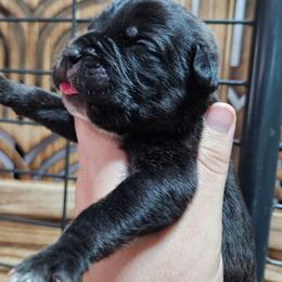 Green Collar Male - Black brindle male Cane Corso puppy in Lewistown, Montana from Corsi Amore Kennels