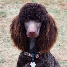 Poodles from Savage Doodles and Poodles