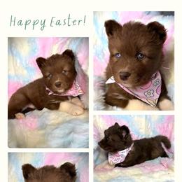 Sekhmet - Red and white female Siberian Husky puppy in Florence, Kentucky from Moonlight Howl Huskies