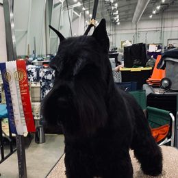 Harrison - Miniature Schnauzer