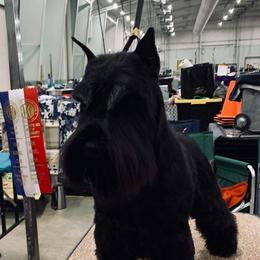 Harrison - Miniature Schnauzer