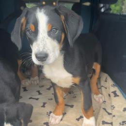 Red Girl - Black, white and red female Greater Swiss Mountain Dog puppy in Lower Burrell, Pennsylvania from Polyanna’s GSMD