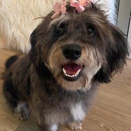 Australian Labradoodles, Goldendoodles, and Poodles from P91 Poodles and Doodles