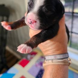 Scout - Black tri male Miniature Australian Shepherd puppy in Dunnellon, Florida from Ever After Mini Aussies