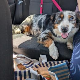Toffee - Miniature American Shepherd