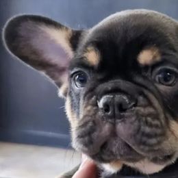 French Bulldogs from Opulentfrenchies509