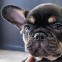 French Bulldogs from Opulentfrenchies509