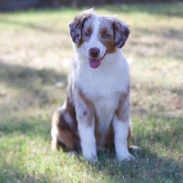 Country - Red merle male Miniature American Shepherd puppy in Stephenville, Texas from Diamond H Aussies