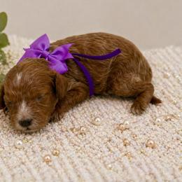 Purple bow - Red female Cavapoo puppy in Waskom, Texas from Pearls & Curls doodles & poodles