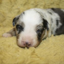 Boy 2 - Blue merle male Miniature Australian Shepherd puppy in Licking, Missouri from Burnett Aussies