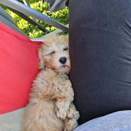 Poodle Puppies from Caboodles Of Poodles