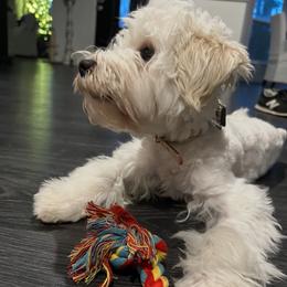 Fletcher - White male Miniature Schnauzer puppy in Denham Springs, Louisiana from Moonstruck Minis