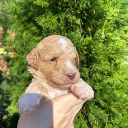 Blue Boy - Apricot male Goldendoodle puppy in Huntsville, Alabama from Winchester Doodles