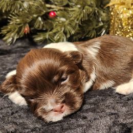 Diana - Chocolate female Havanese puppy in Hall County, Texas from Coyle Havanese Babies