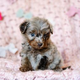 Ferrero Rocher (Ero) - Merle male Schnoodle puppy in Grove, Oklahoma from Grand Lake Poodles & Doodles