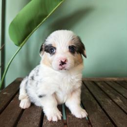 Blueberry - Blue merle and white female American Corgi puppy in Inverness, Florida from Canaan Farm Corgis