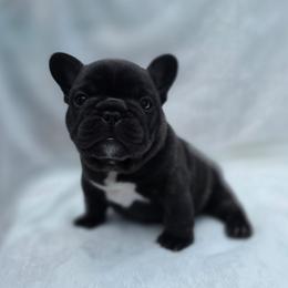 Blue boy - Brindle male French Bulldog puppy in Polk City, Florida from Best Friend Frenchies, LLC