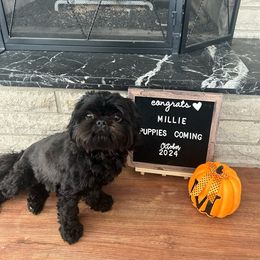 Millie - Shih Tzu