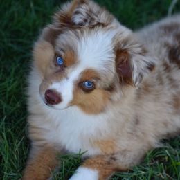 Miniature Australian Shepherd, Shih Tzu, and Toy Australian Shepherd Puppies from River Springs Aussies
