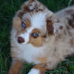 Miniature Australian Shepherd, Shih Tzu, and Toy Australian Shepherd Puppies from River Springs Aussies