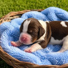 Boy 2 - Tri-Roan male English Springer Spaniel puppy in Fairfield, California from Goldridge Springers