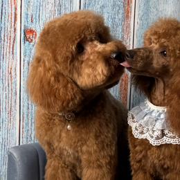 Goldendoodles from Poodle lovers