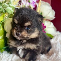 La Brava - Black and tan female Pomeranian puppy in California from T & D Dream Poms