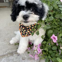 Cavalier King Charles Spaniel, Cavapoo, and Goldendoodle Puppies from Simply Sweet Paws. LLC