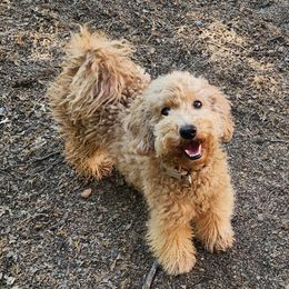 SukiSue - Goldendoodle