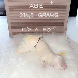 Abe - Piebald male Dachshund puppy in Fairchance, Pennsylvania from Libby’s Doxies
