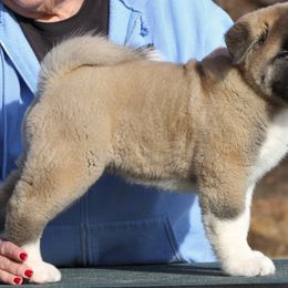 Akita Puppies from Sundara Akitas