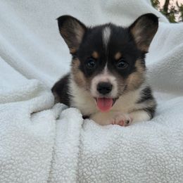Pembroke Welsh Corgi Puppies from Flat town corgis