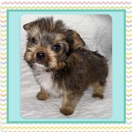 Xerxes - Parti male Yorkshire Terrier puppy in Annandale, Virginia from Artisan Yorkies LLC