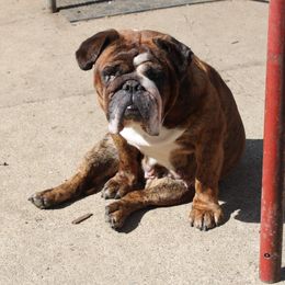 Jayden - Bulldog