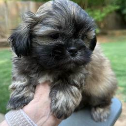 Linus - Brindle male Shih Tzu puppy in Covington, Georgia from Top Hats 2  Shih Tzu’s