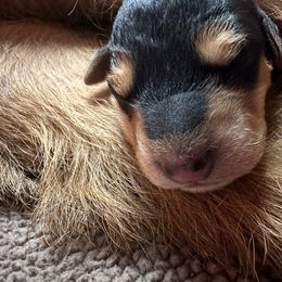 Airedale Terrier Puppies from Mystic’s Airedales