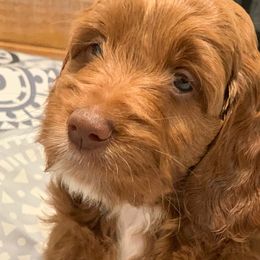 Australian Labradoodle Puppies from Semper Doodles