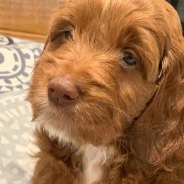 Australian Labradoodle Puppies from Semper Doodles