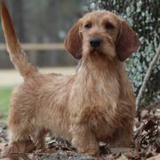 Ruble  - Basset Fauve de Bretagne