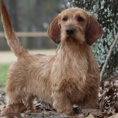 Ruble  - Basset Fauve de Bretagne