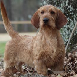 Ruble  - Basset Fauve de Bretagne