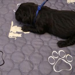Blue - Black male Cane Corso puppy in Lake Elsinore, California from CRUCIAL CANE CORSOS