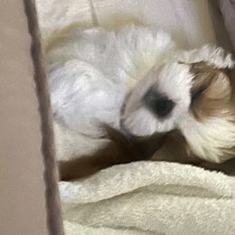 Shih Tzu Puppies from Delight Shihtzu