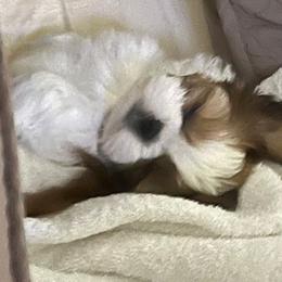 Shih Tzu Puppies from Delight Shihtzu
