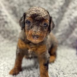Cookie - Blue merle female Bernedoodle puppy in Rose Hill, North Carolina from Red Door Canines