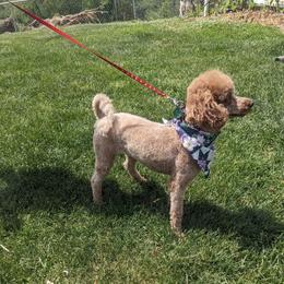 Daffy - Cavapoo