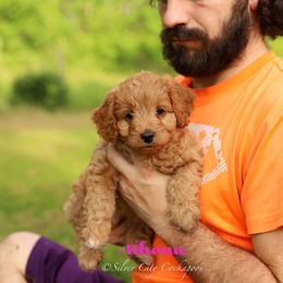 Athena - Red female Cockapoo puppy in Canastota, New York from Silver City Cockapoos